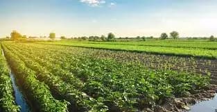 Agriculture & Forestry